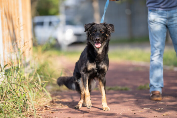 MSD Animal Health MSD Animal Health