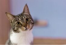 Sanicat