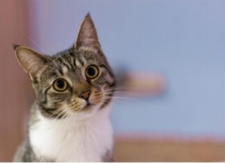 Barometro Sanicat: oltre il 60% dei gatti in Italia è adottato Sanicat