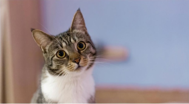 Sanicat Sanicat