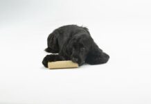 United Pets e Mi Scusi lanciano Al Dente, i nuovi giochi per cani United Pets