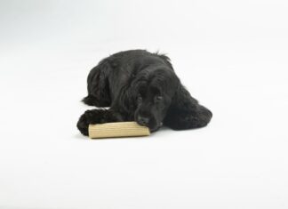 United Pets