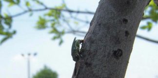 Air-powered gun against parasites