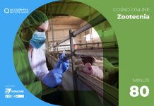 Biosicurezza nell’allevamento di suini