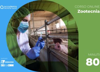 Biosicurezza nell’allevamento di suini