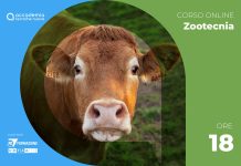 Salute animale: bovini – DM 6.09.2023