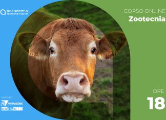 Salute animale: bovini – DM 6.09.2023