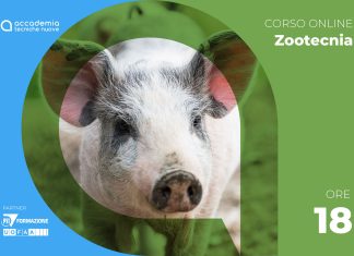 Salute animale: suini – DM 6.09.2023