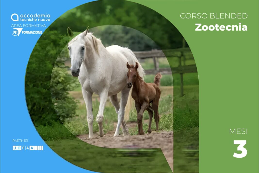 FA_equina