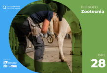 Mascalcia bovina – edizione novembre 2026