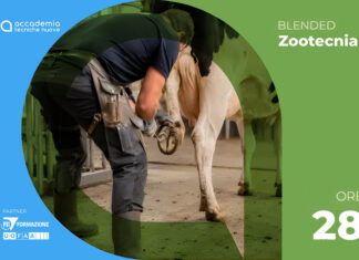 Mascalcia bovina – edizione novembre 2026