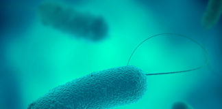 Legionella bacterium