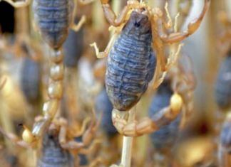 Sdoganati gli insetti (ma li mangeremo?) insetti