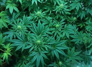 La Canapa entra in cucina. Vedremo come alla Fiera Canapa Mundi. In Febbraio a Roma canapa