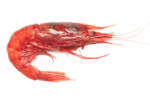 mazara