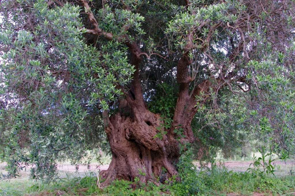 Olio EVO Sostenibile dell’Unione Europea