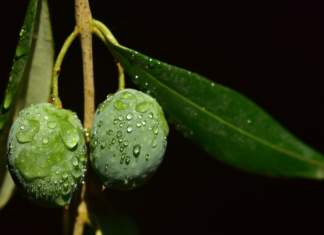 olio