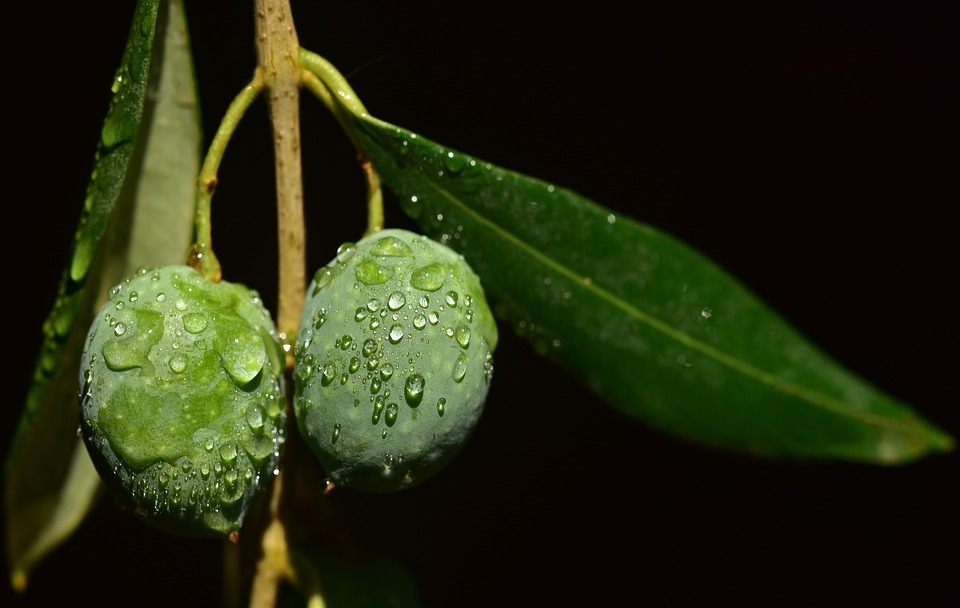 olio