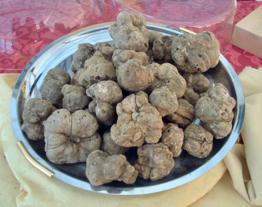 tartufo