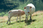 blonde d'aquitaine