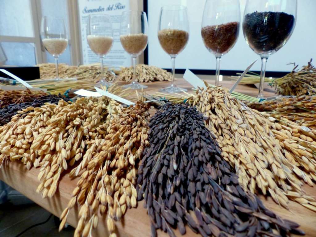 Sommelier del riso