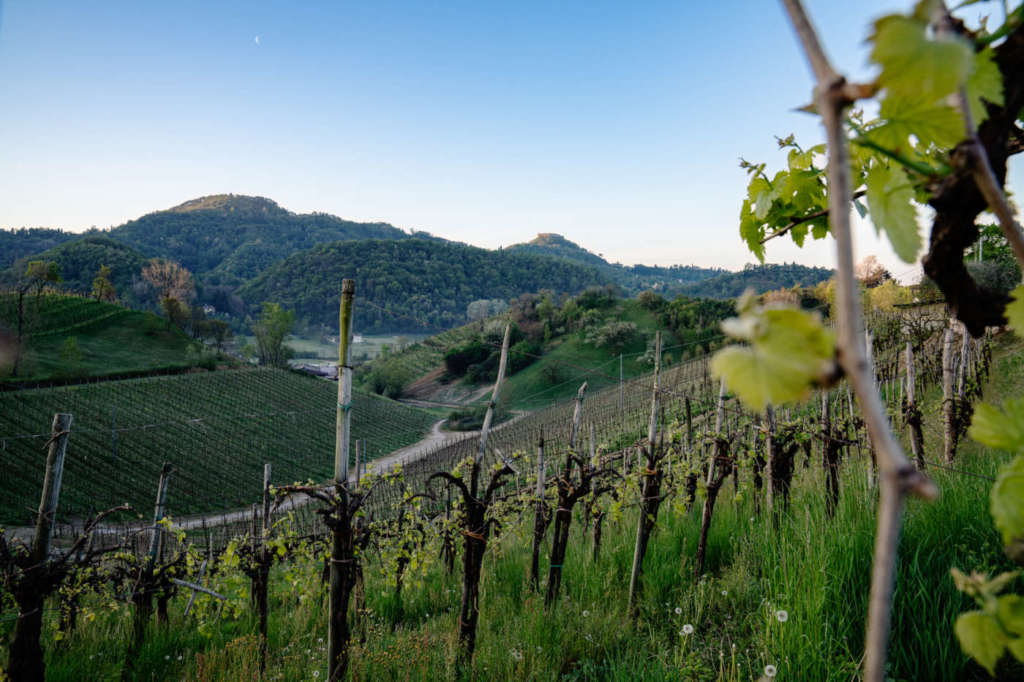 Asolo Prosecco