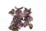 basilico rosso LocalGreen