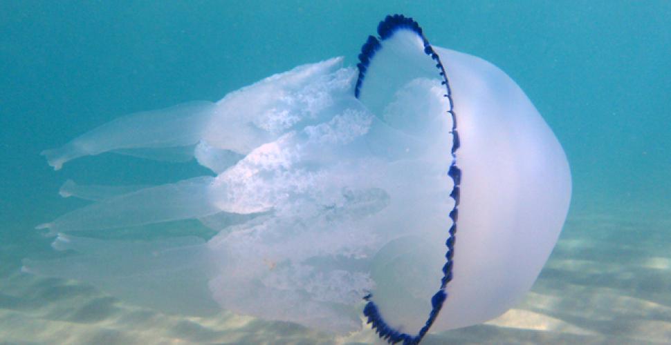 meduse