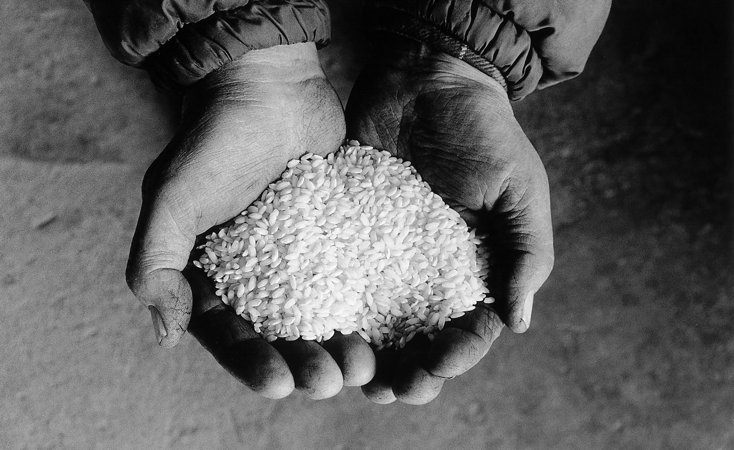 Slow Rice: una rete per la biodiversità nelle risaie | Ristoranti Web