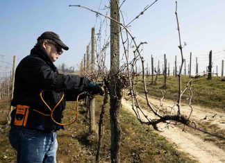 Tra Ruché, Freisa e Grignolino c’è un Piemonte enologico da conoscere meglio