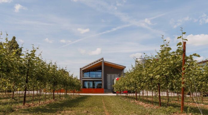 Cantina Pizzolato: si punta a consolidamento internazionale e innovazione no e low alcol