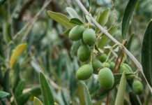 Extravergine simbolo dell’identità italiana: per 7 italiani su 10 è patrimonio culturale nazionale