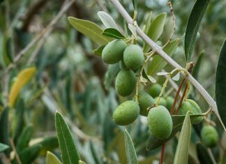 Extravergine simbolo dell’identità italiana: per 7 italiani su 10 è patrimonio culturale nazionale