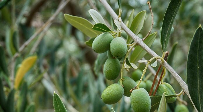 Extravergine simbolo dell’identità italiana: per 7 italiani su 10 è patrimonio culturale nazionale
