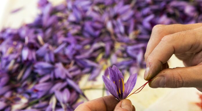 Navelli: un paese al servizio dello zafferano