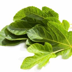 Feigenbl&auml;tter (Ficus carica),  weisser Untergrund, Studio