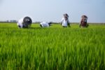 Lomellina Terra di Riso debutta sul mercato: sette aziende lanciano il marchio condiviso