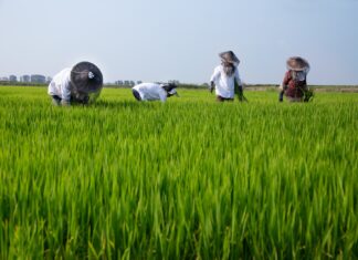 Lomellina Terra di Riso debutta sul mercato: sette aziende lanciano il marchio condiviso