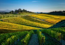 Chianti Classico: icona dell’enologia italiana
