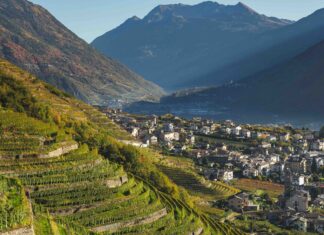 Valtellina, vigneti e identità di montagna