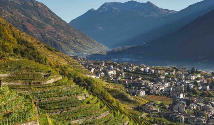 Winery and vineyards, mountain valley. Valtellina. Italian Alps