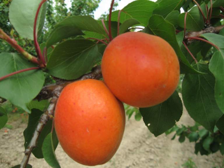 albicocco