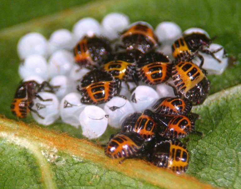 cimice asiatica