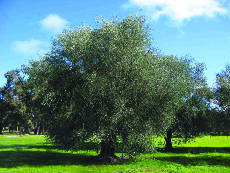 olio