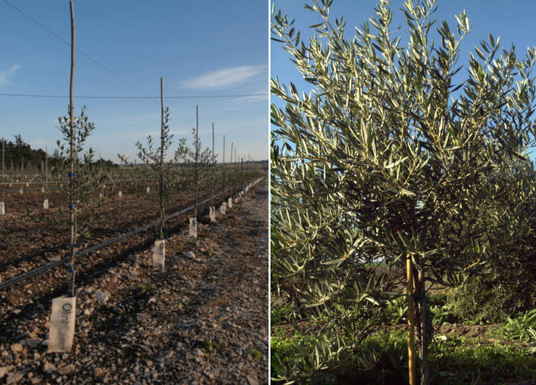 oliveti