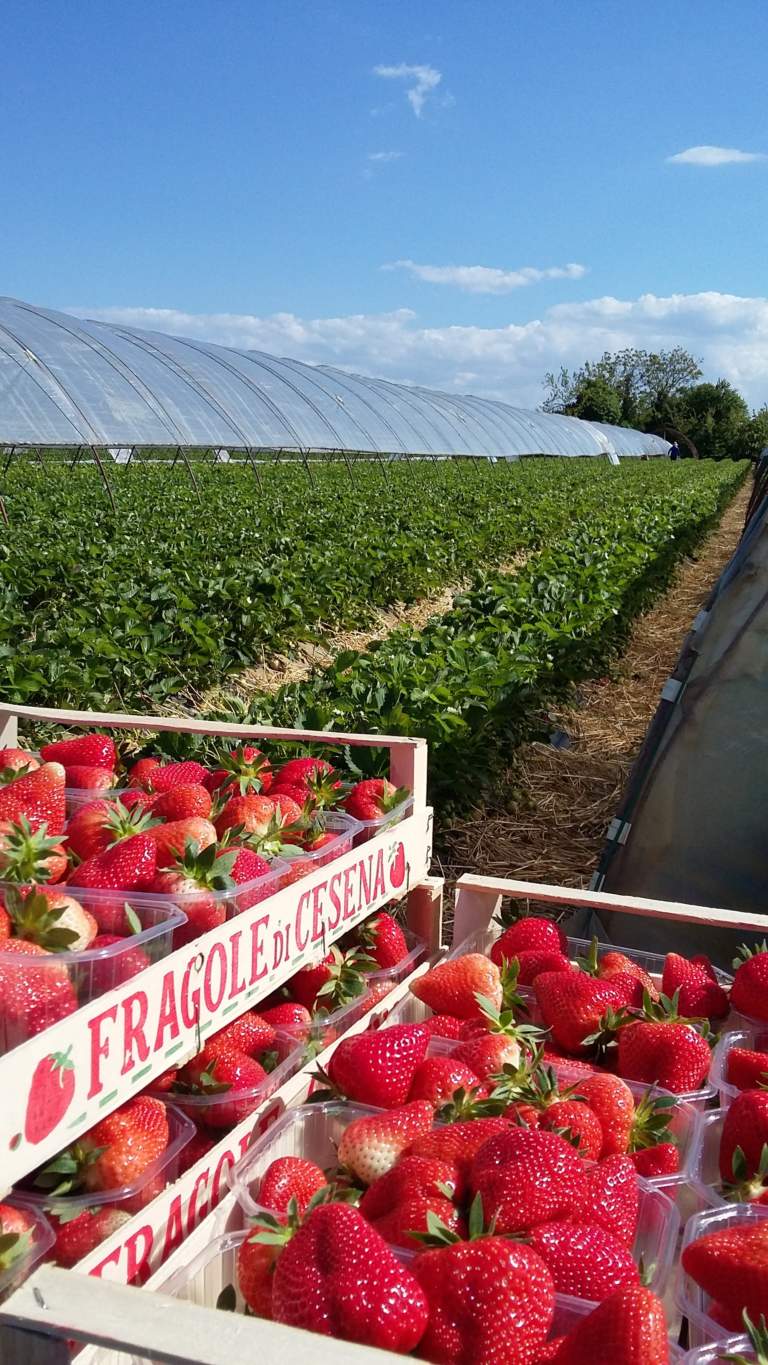 fragola