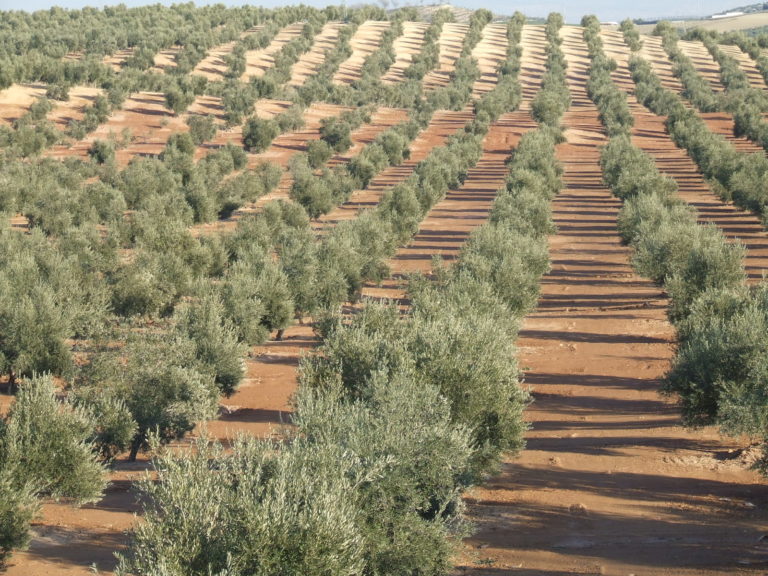 olio