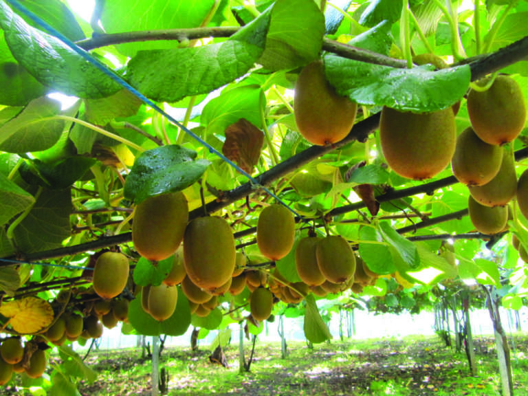 actinidia