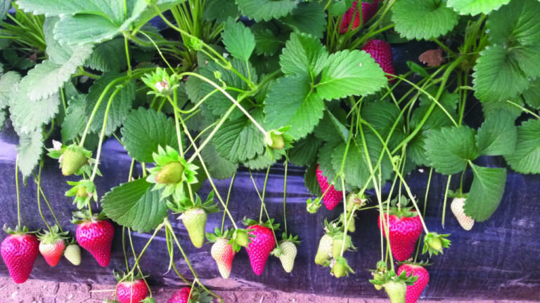fragola