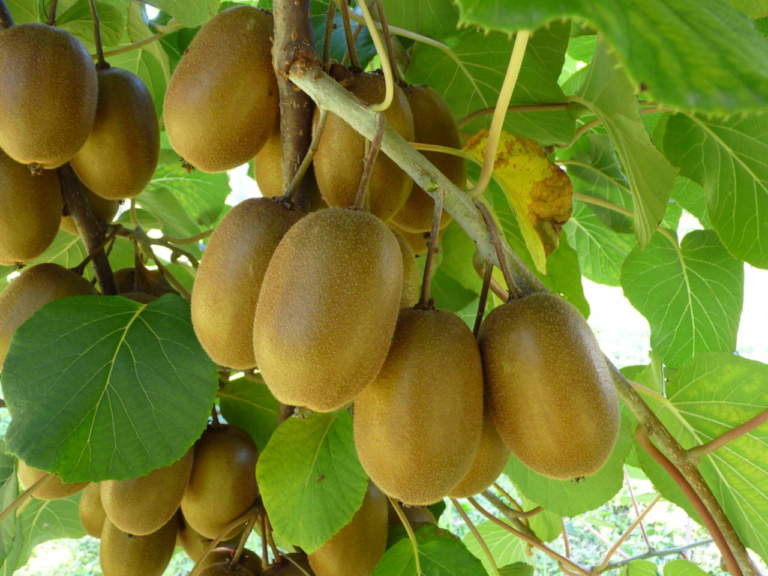 kiwi